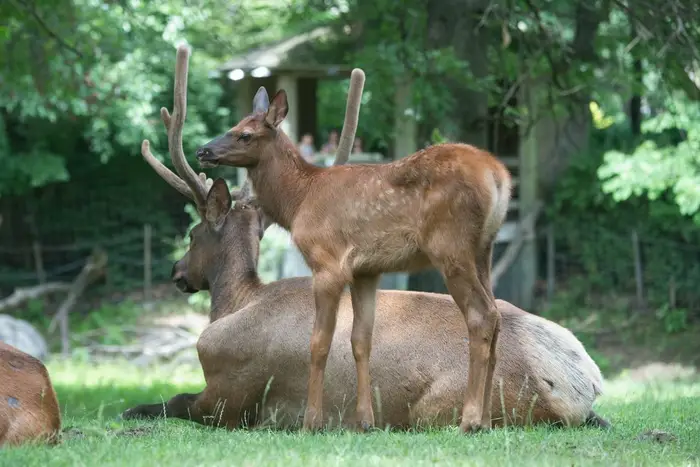 Roosevelt elk and calf